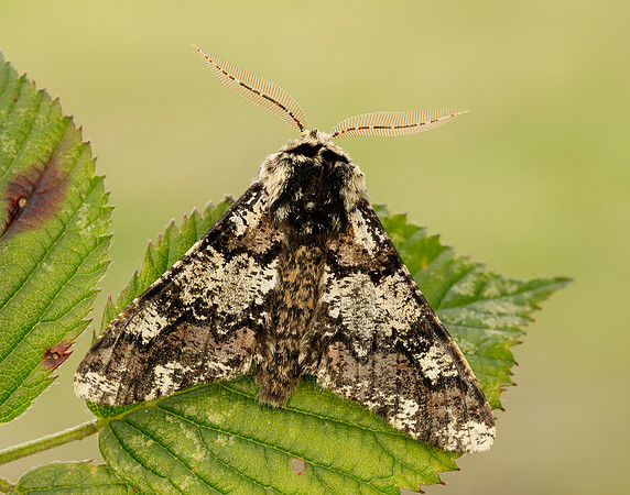 70.251 BF1930 Oak Beauty Biston strataria