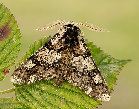 70.251 BF1930 Oak Beauty Biston strataria