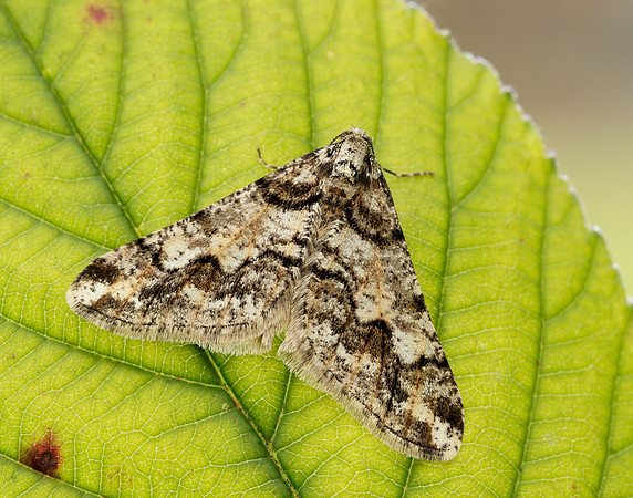 70.253 BF1932 Spring Usher Agriopis leucophaearia