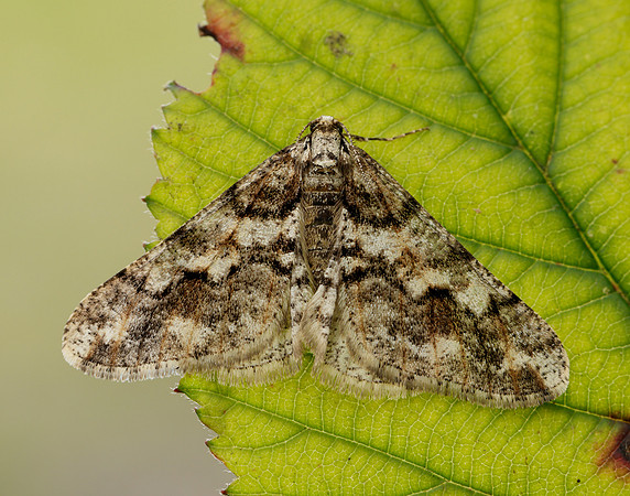 70.253 BF1932 Spring Usher Agriopis leucophaearia