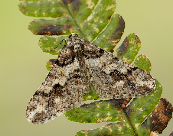 70.253 BF1932 Spring Usher Agriopis leucophaearia
