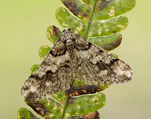 70.253 BF1932 Spring Usher Agriopis leucophaearia