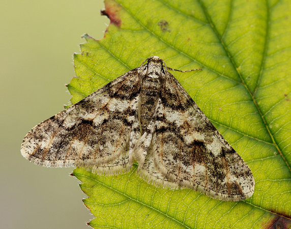 70.253 BF1932 Spring Usher Agriopis leucophaearia