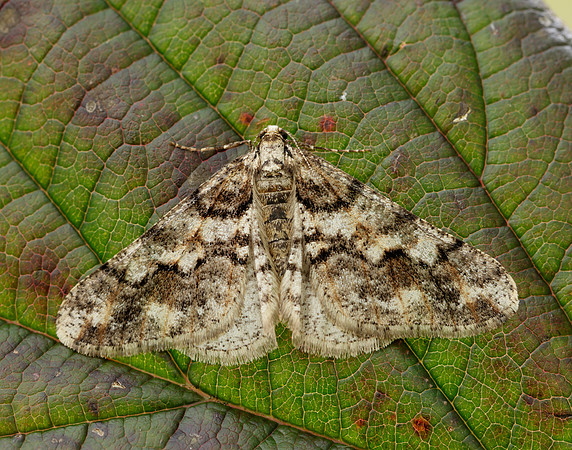 70.253 BF1932 Spring Usher Agriopis leucophaearia