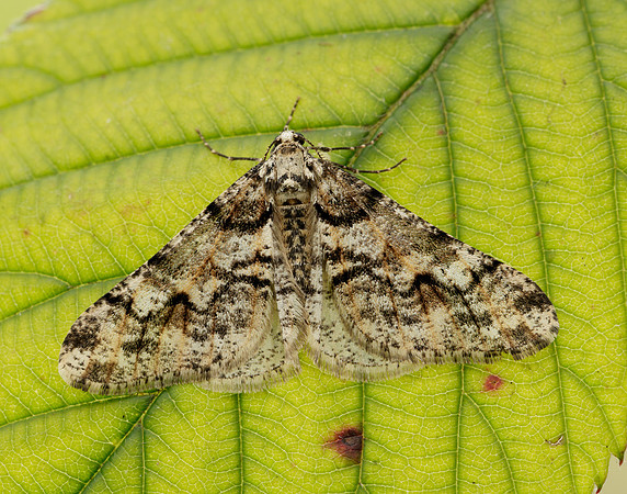 70.253 BF1932 Spring Usher Agriopis leucophaearia