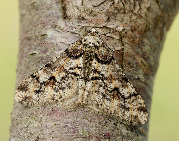 70.253 BF1932 Spring Usher Agriopis leucophaearia
