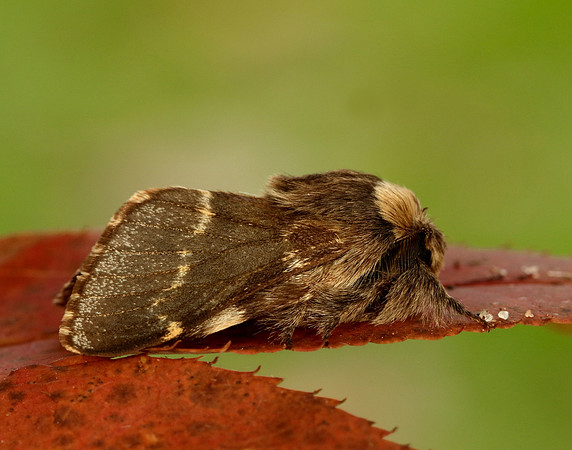 66.001 BF1631 December Moth Poecilocampa populi