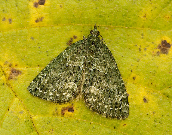 70.096 BF1761 Autumn Green Carpet Chloroclysta miata