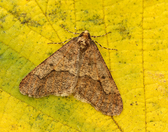 70.256 BF1935 Mottled Umber Erannis defoliaria