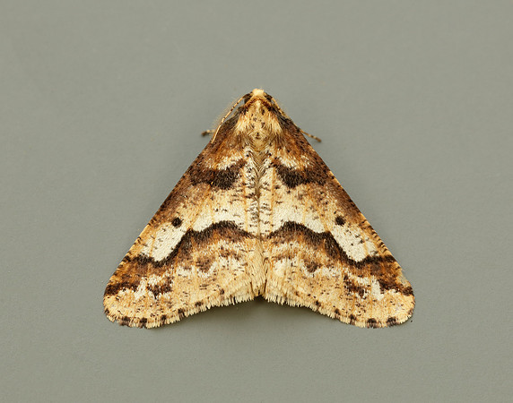 70.256 BF1935 Mottled Umber Erannis defoliaria