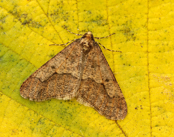 70.256 BF1935 Mottled Umber Erannis defoliaria