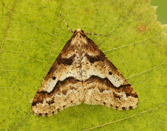 70.256 BF1935 Mottled Umber Erannis defoliaria