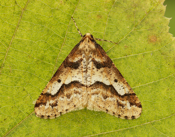 70.256 BF1935 Mottled Umber Erannis defoliaria
