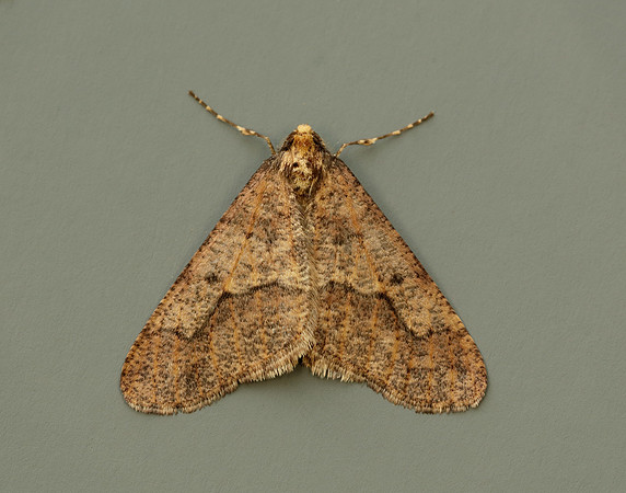 70.256 BF1935 Mottled Umber Erannis defoliaria