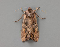 73.266 BF2159 Dog's Tooth Lacanobia suasa