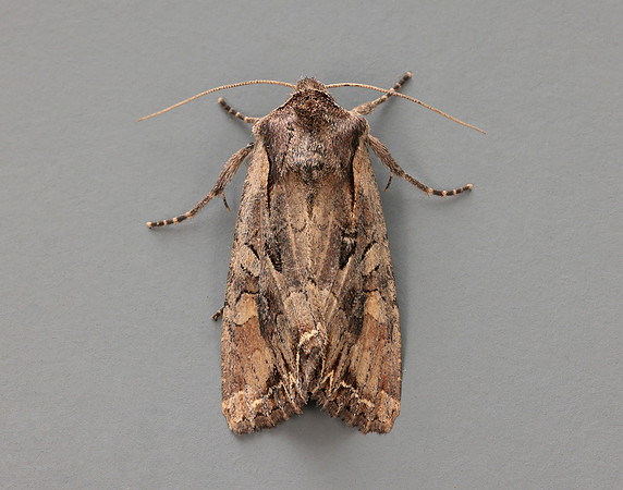 73.266 BF2159 Dog's Tooth Lacanobia suasa
