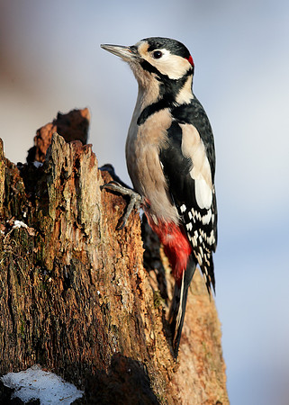 Great Spotted Woodpecker Dendrocopos major