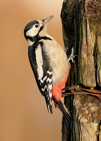 Great Spotted Woodpecker Dendrocopos major