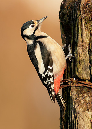 Great Spotted Woodpecker Dendrocopos major