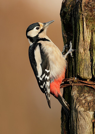 Great Spotted Woodpecker Dendrocopos major
