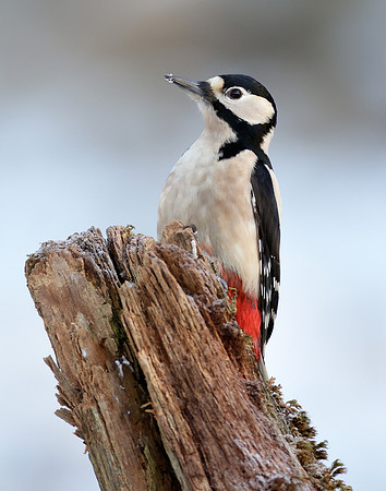 Great Spotted Woodpecker Dendrocopos major