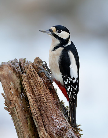 Great Spotted Woodpecker Dendrocopos major
