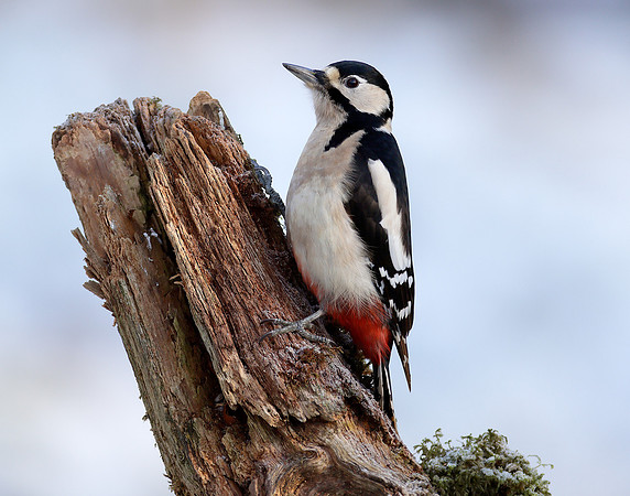 Great Spotted Woodpecker Dendrocopos major