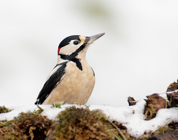 Great Spotted Woodpecker Dendrocopos major