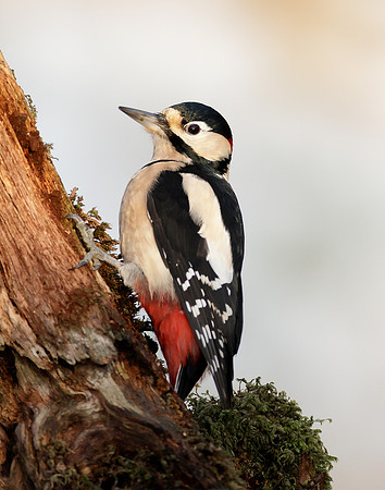 Great Spotted Woodpecker Dendrocopos major