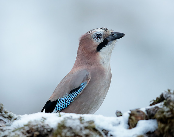 Jay Garrulus glandarius