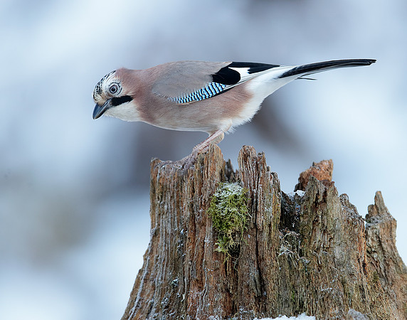 Jay Garrulus glandarius