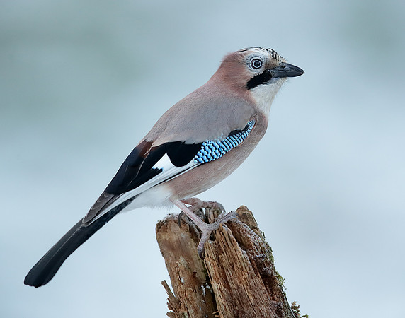 Jay Garrulus glandarius