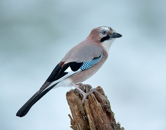 Jay Garrulus glandarius