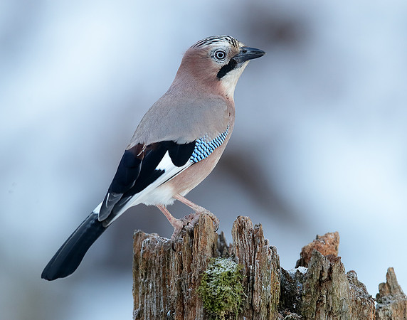 Jay Garrulus glandarius