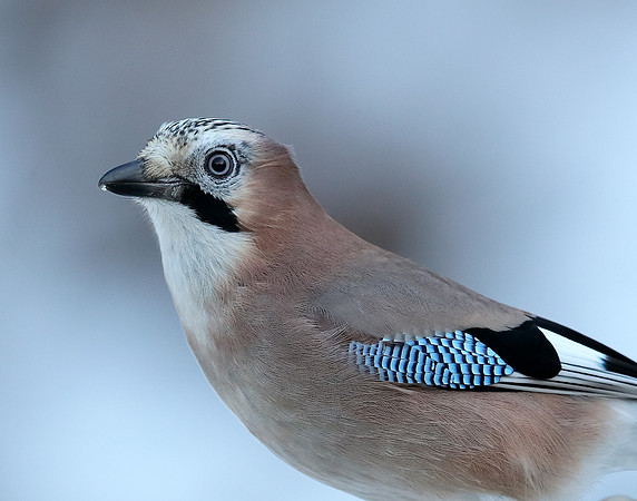 Jay Garrulus glandarius