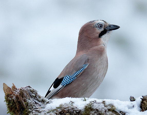 Jay Garrulus glandarius