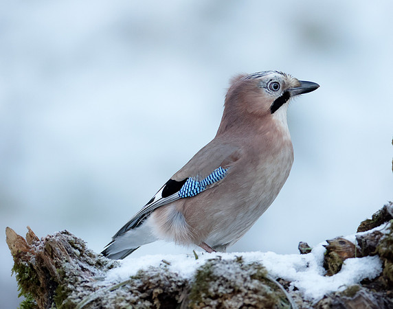 Jay Garrulus glandarius