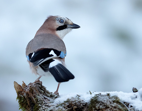Jay Garrulus glandarius