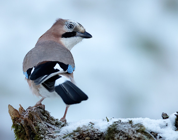 Jay Garrulus glandarius