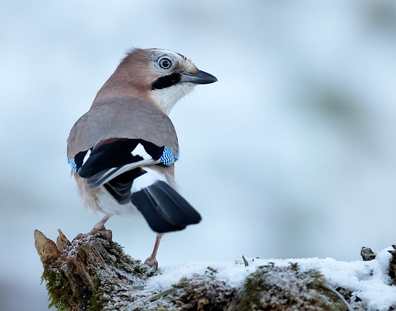 Jay Garrulus glandarius