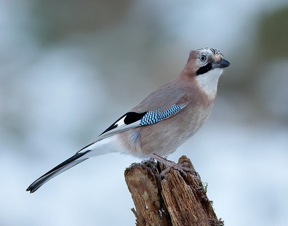 Jay Garrulus glandarius