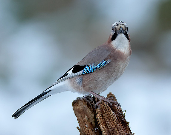 Jay Garrulus glandarius