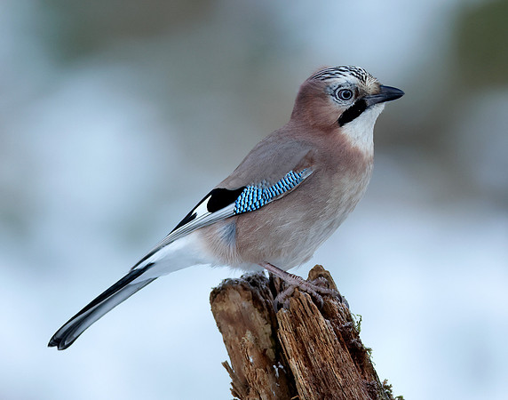 Jay Garrulus glandarius