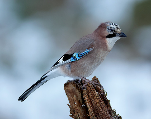 Jay Garrulus glandarius