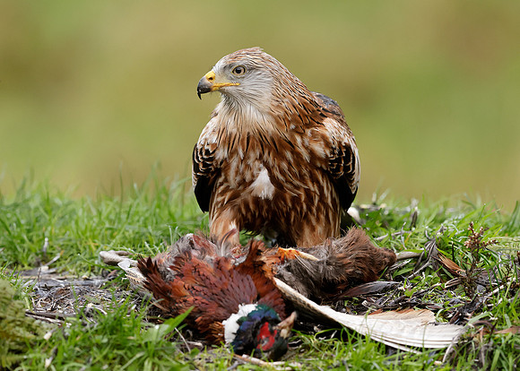 Red Kite Milvus milvus