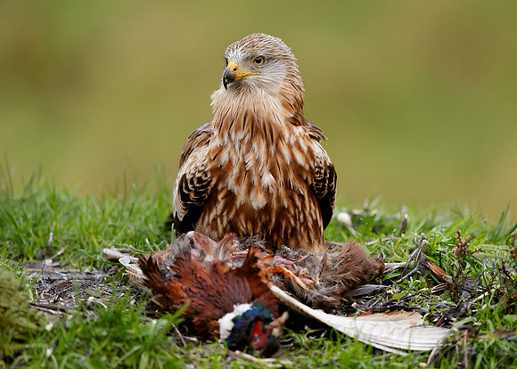 Red Kite Milvus milvus