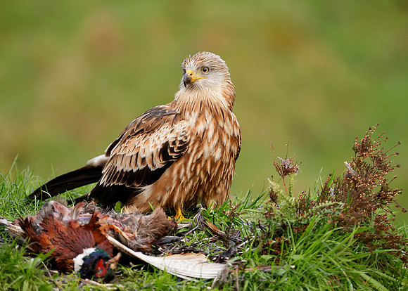 Red Kite Milvus milvus