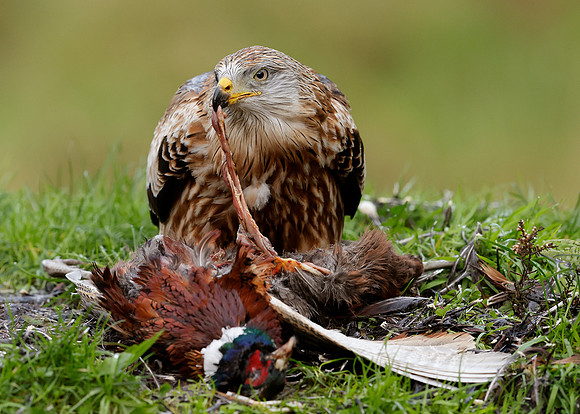 Red Kite Milvus milvus