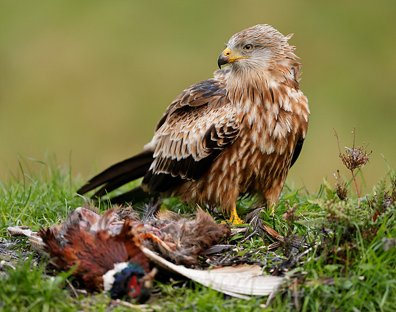 Red Kite Milvus milvus
