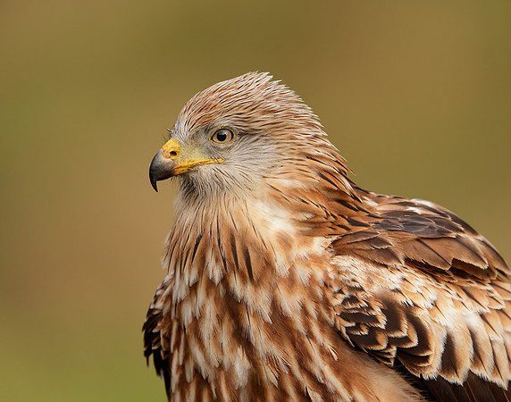 Red Kite Milvus milvus